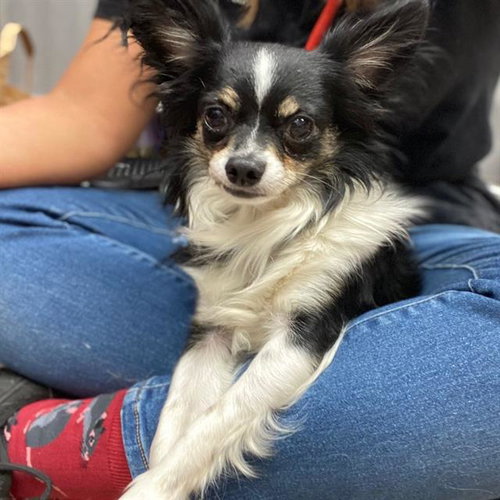 Roger, an adoptable Chihuahua in Fort Collins, CO