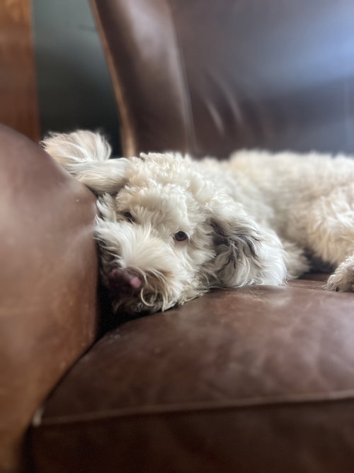 Benny photo 2