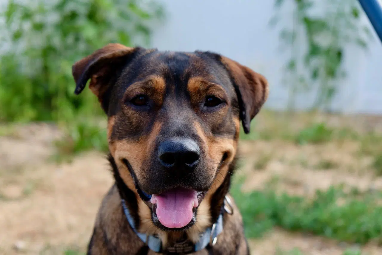 Fenley - German Shepherd Dog