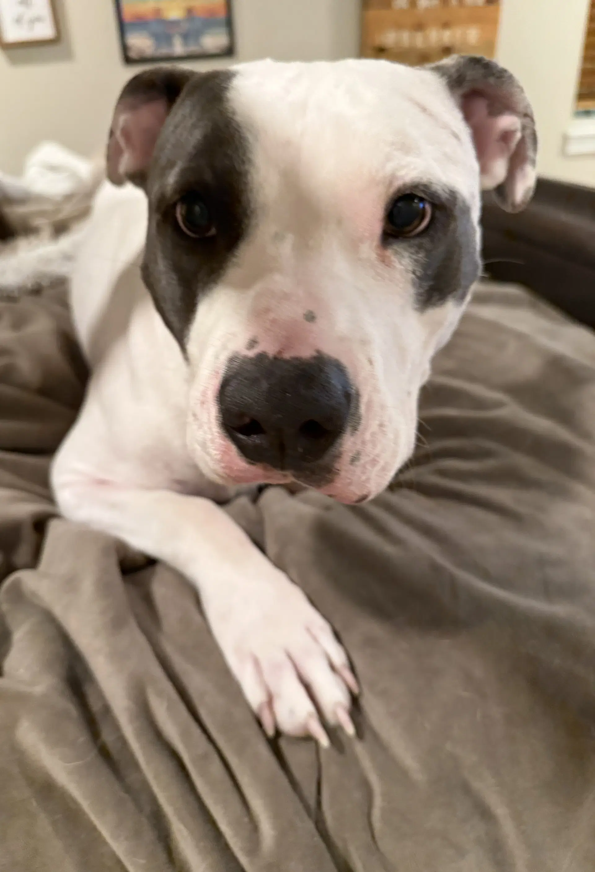 Hera - Pit Bull Terrier