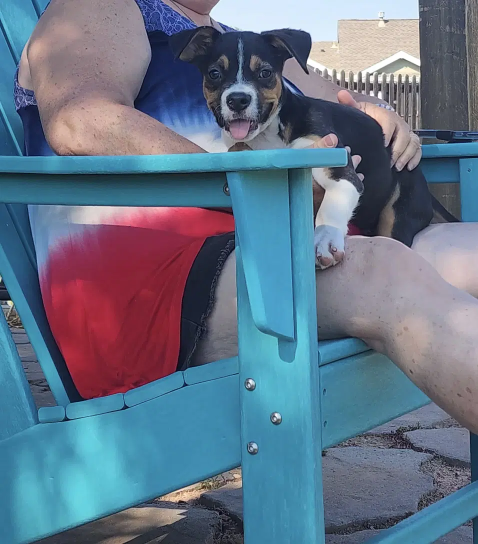 Swiper - mixed breed