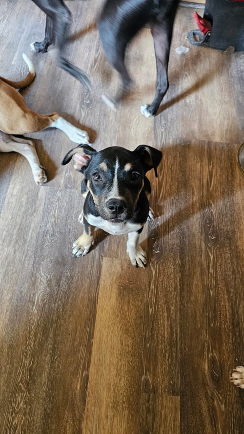 Photo 4 of Dora