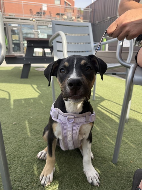 Dora, a dog for adoption from Until They're Home