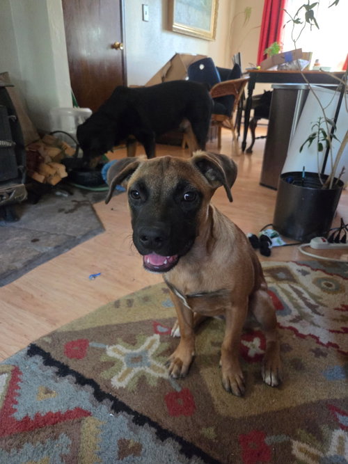 Backpack, a dog for adoption from Until They're Home