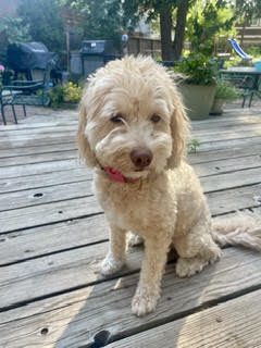 Lucy photo 2