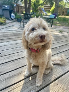Lucy photo 3