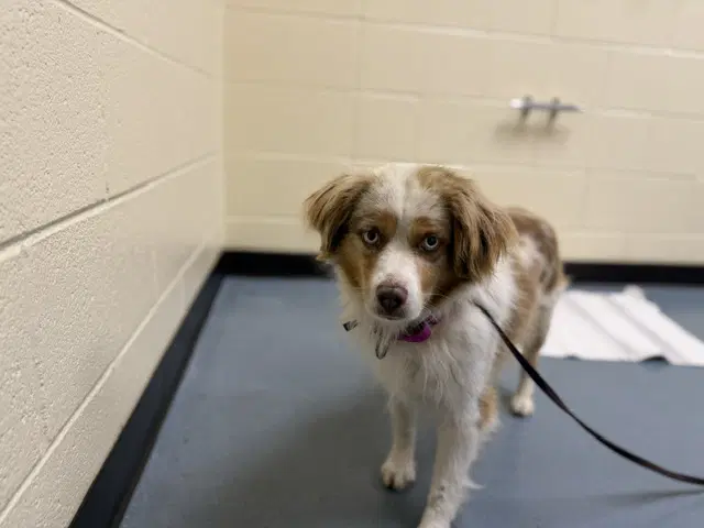 Conrad - Australian Shepherd