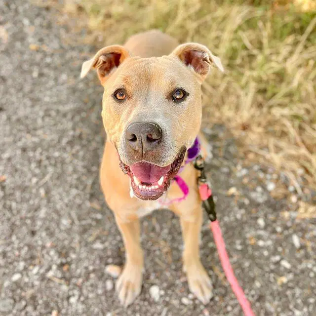 Lil Baby - Pit Bull Terrier