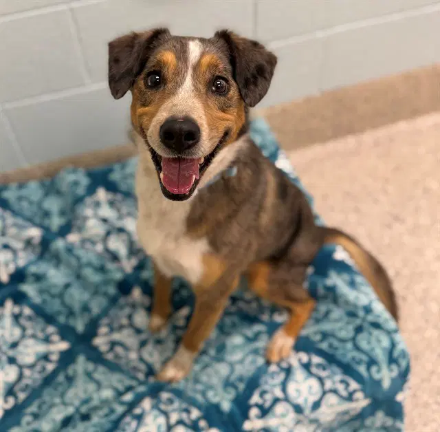 Luna - Cattle Dog