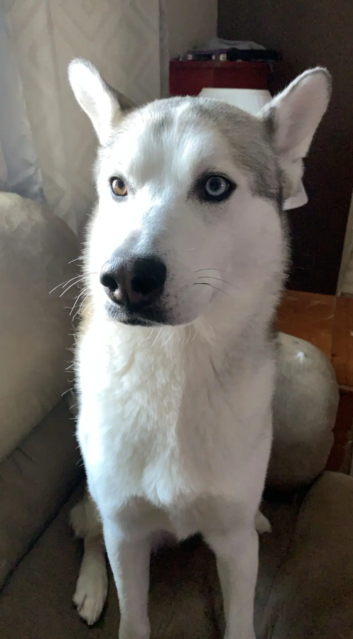 Jack - Siberian Husky