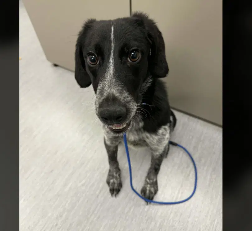 Culver - Pointer