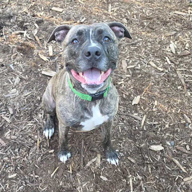 Swirl - American Pit Bull Terrier