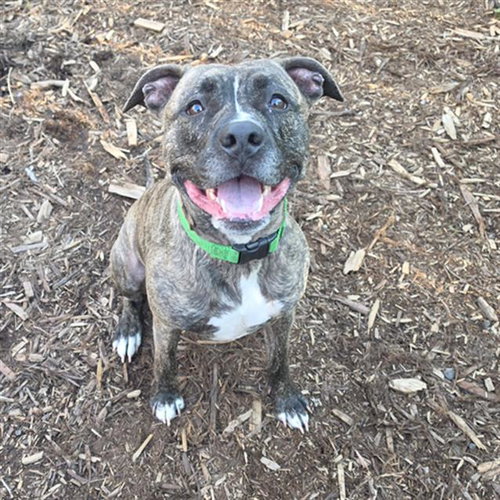 Swirl, a dog for adoption from Until They're Home