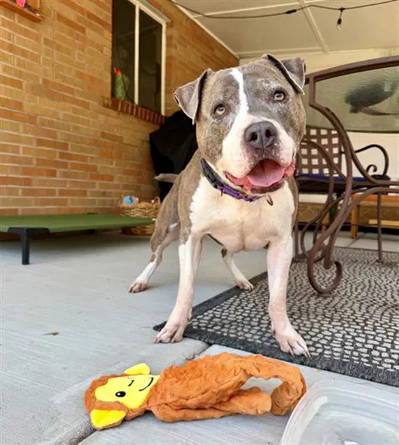 Leela - American Pit Bull Terrier