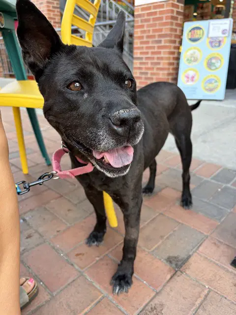 Lotus - Australian Cattle Dog/Blue Heeler