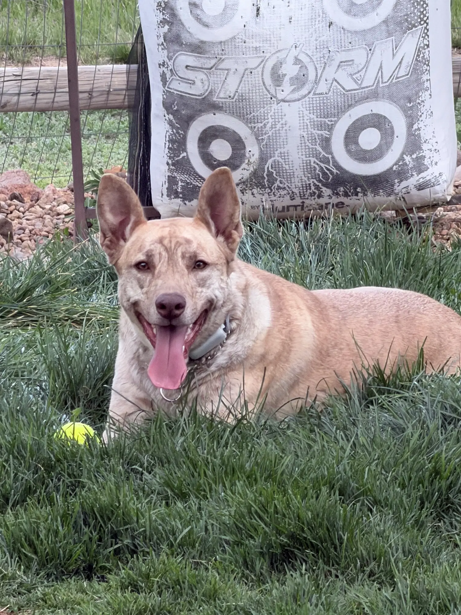 Chai - Catahoula Leopard Dog