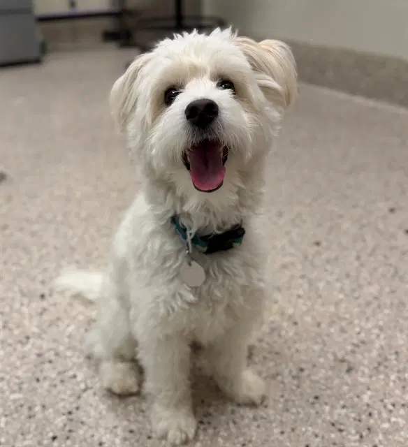 Nougat - Poodle (Miniature)