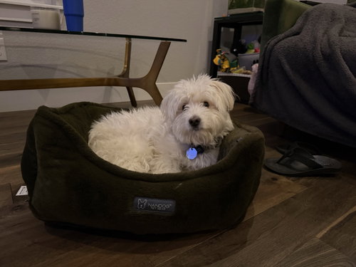 Nougat, a dog for adoption from Until They're Home