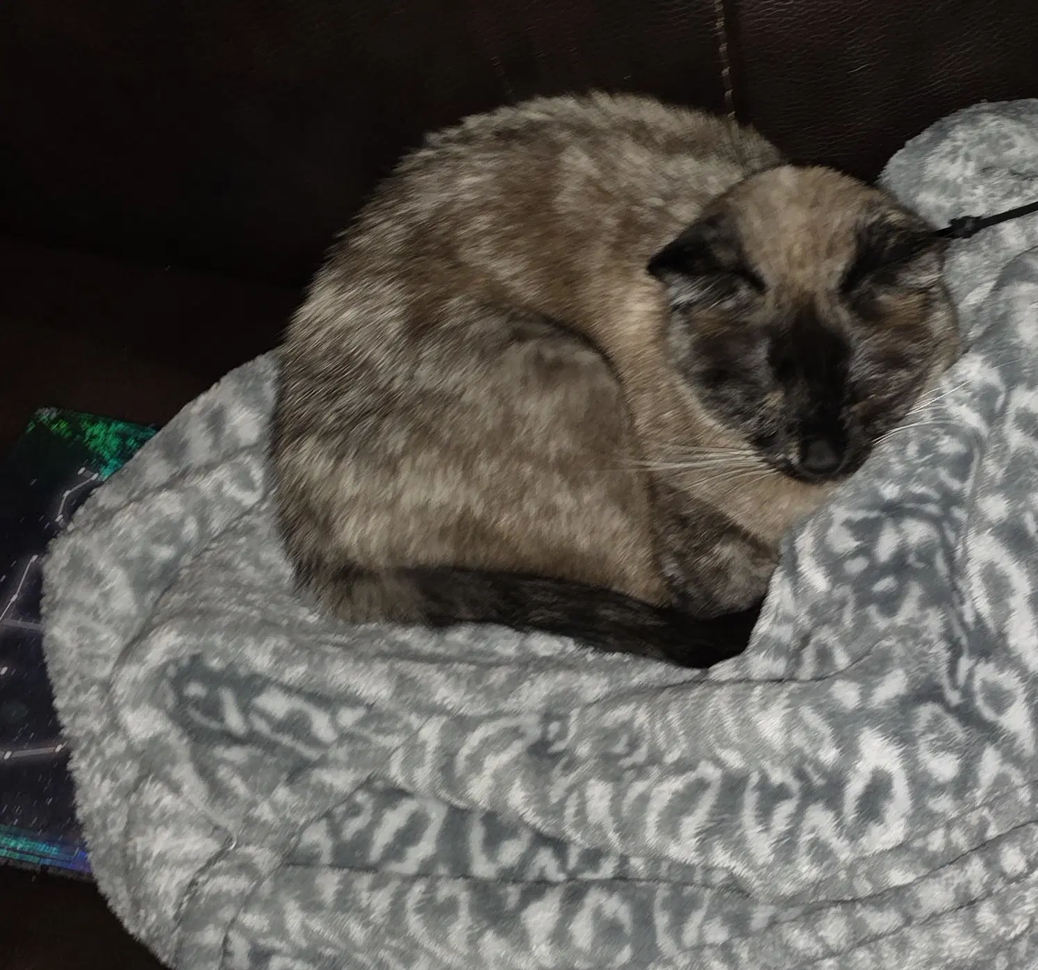 Misha image 3