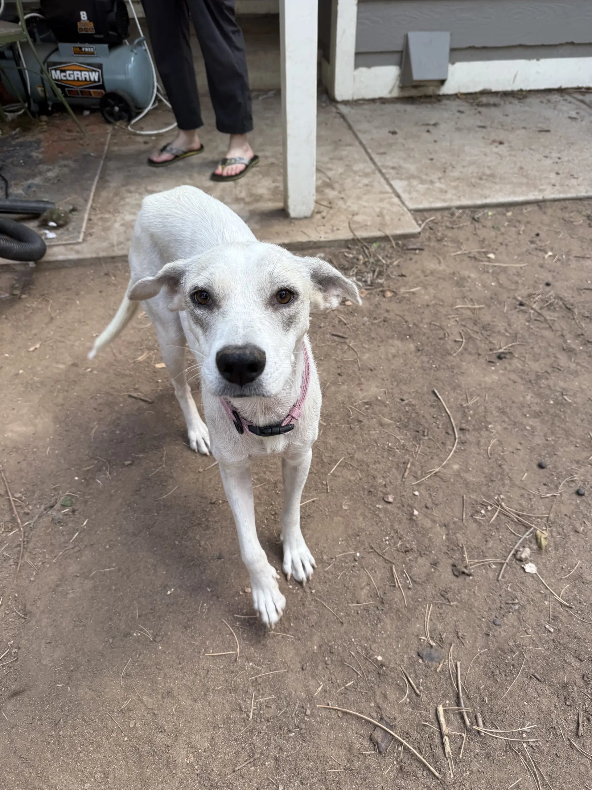 Didi image 2
