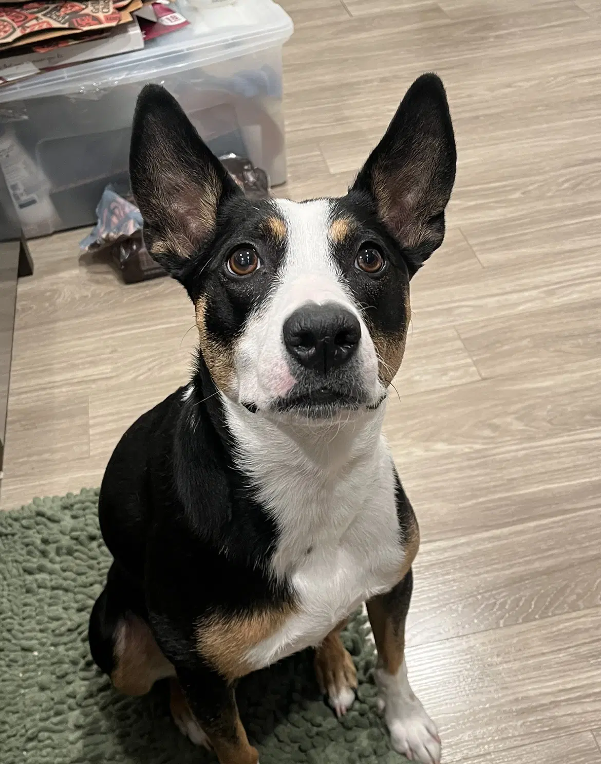 Chelsea - Australian Kelpie