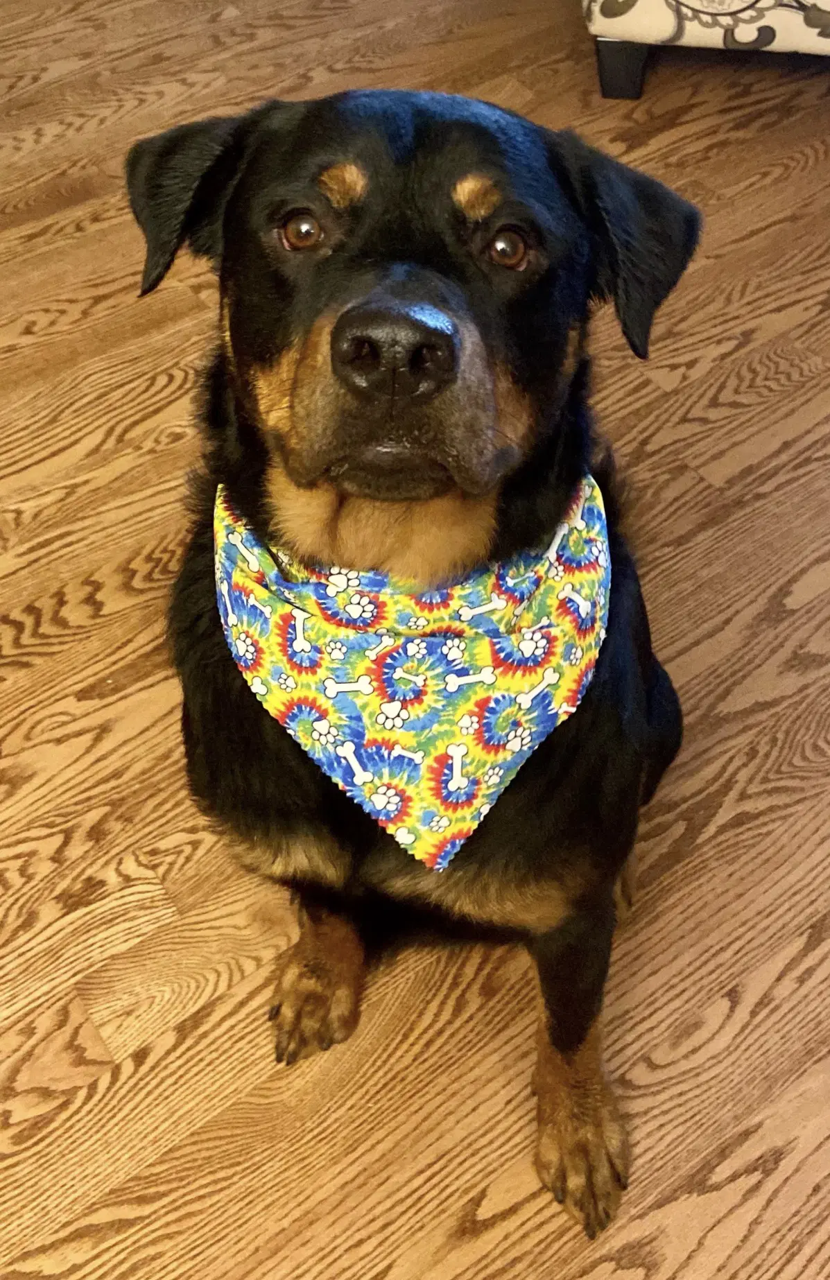 Cuzco - Rottweiler