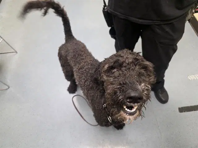 Jet - Poodle (Standard)