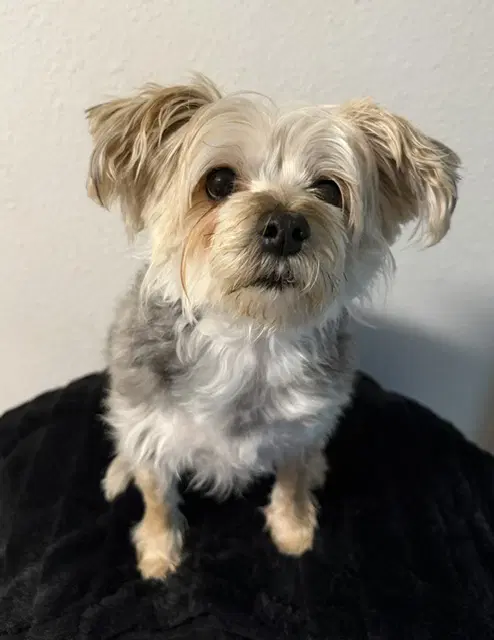 Koko - Terrier