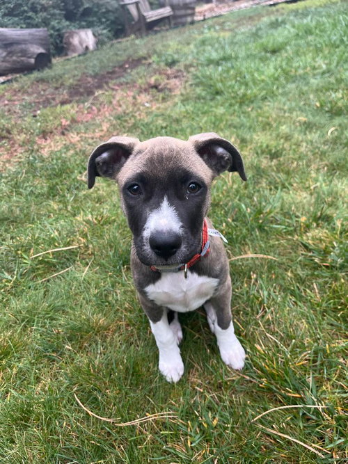 Susie, a dog for adoption from Until They're Home