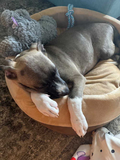 Photo 2 of Susie