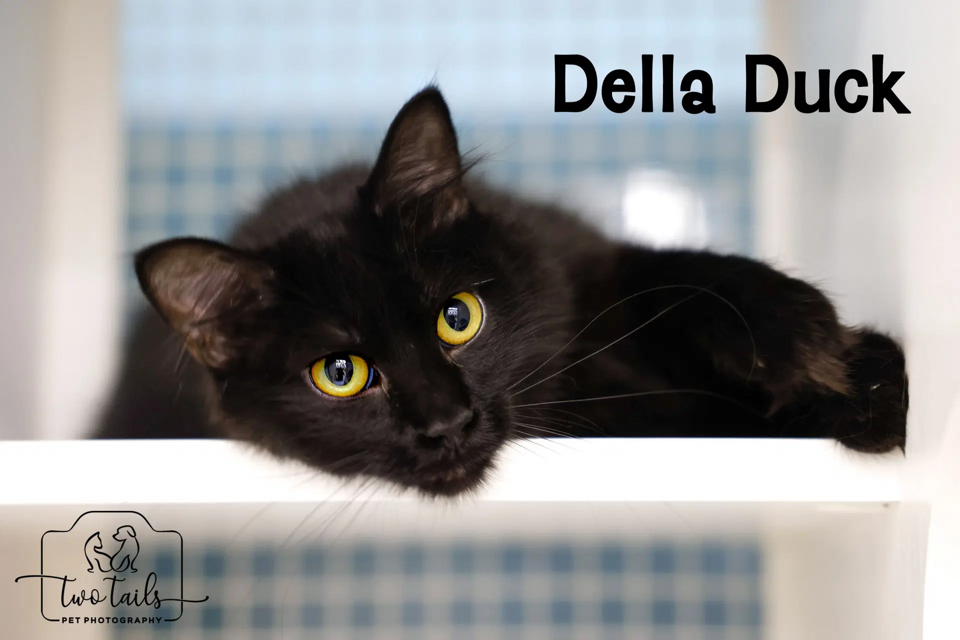 Della Duck - Domestic Medium Hair