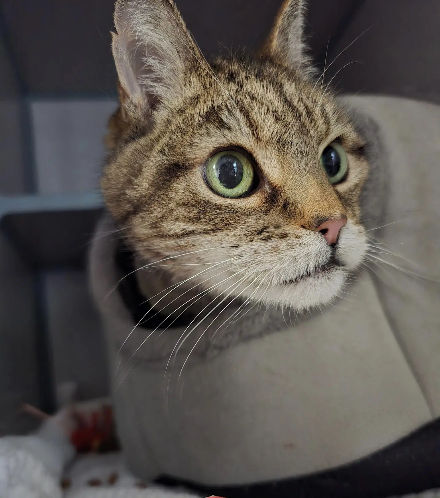 Monkey Boy - Domestic Short Hair