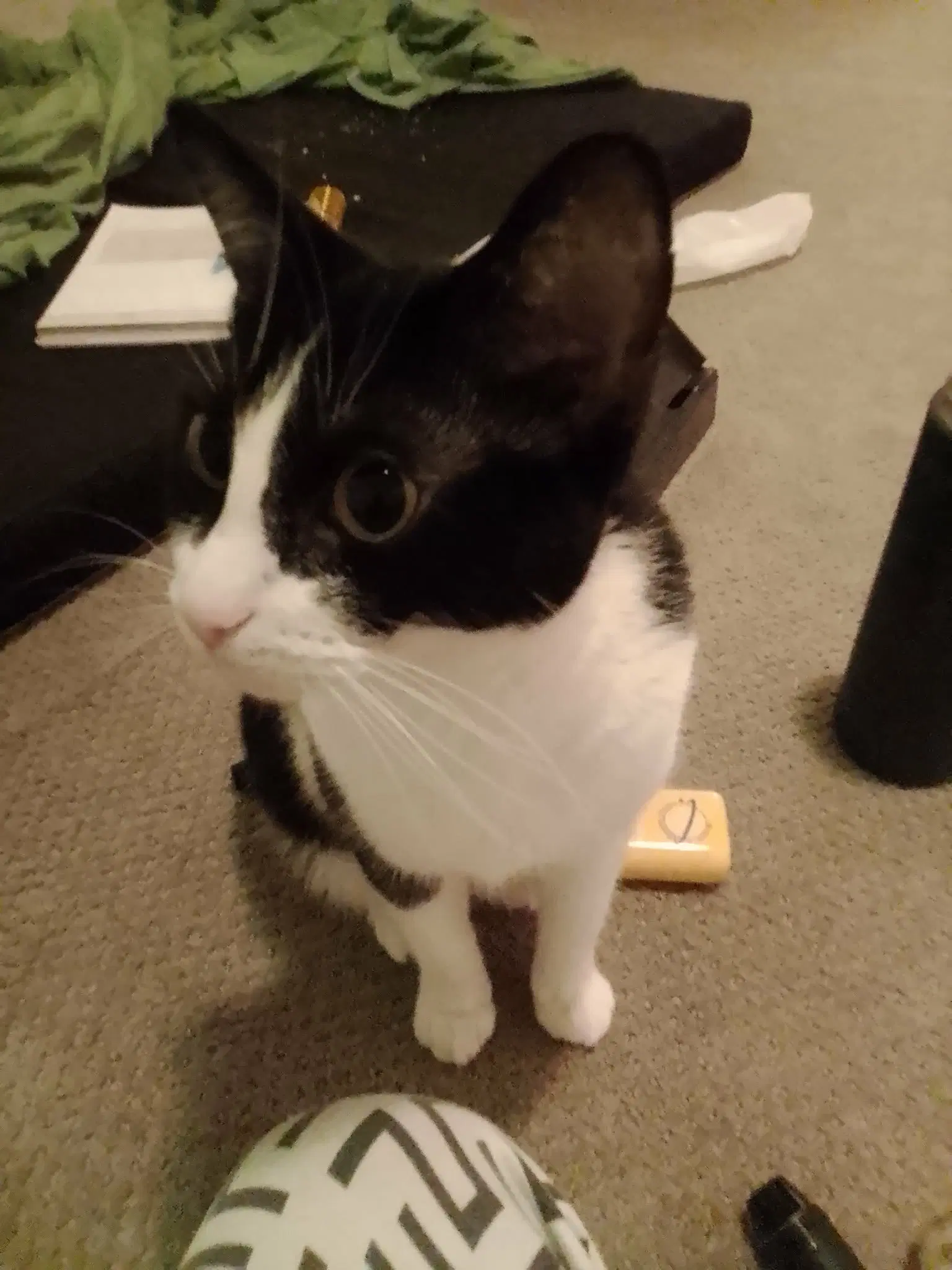Princess - Domestic Short Hair