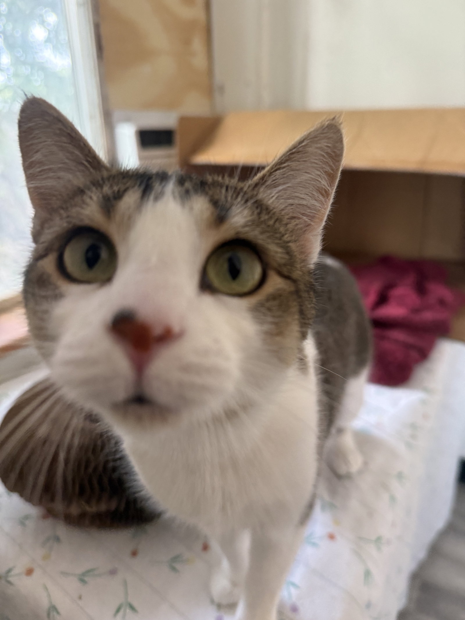 Mama Pasta, Domestic Short Hair