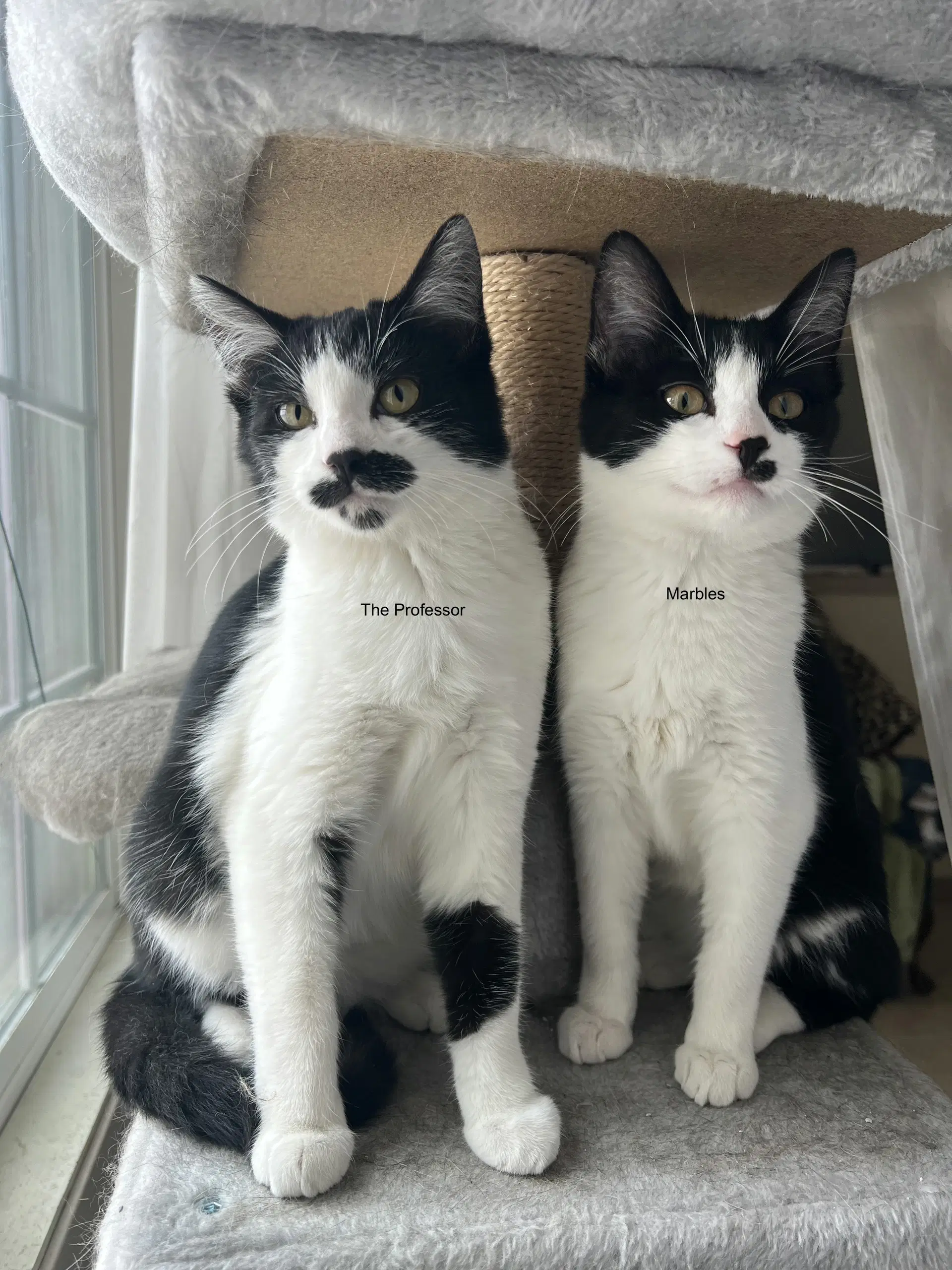 Marbles - Tuxedo