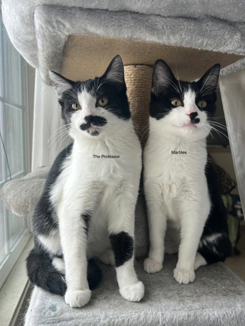 The Professor, a cat for adoption from Until They're Home