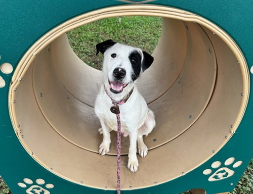 Tank, a dog for adoption from Until They're Home