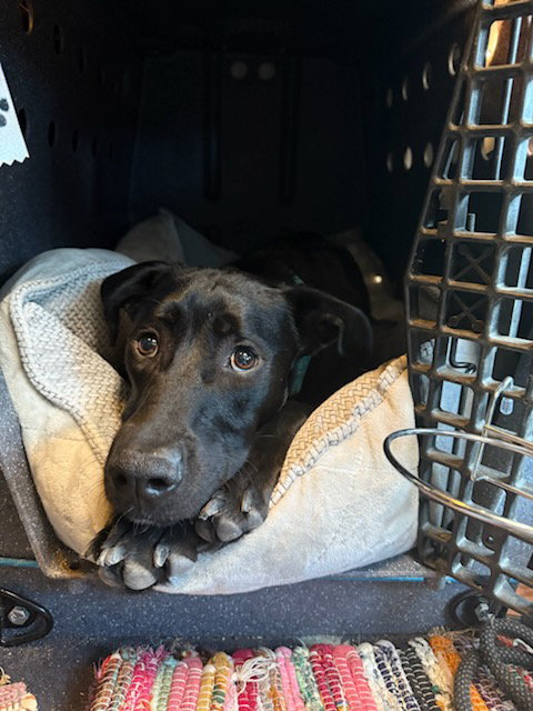 Bear, a dog for adoption from Until They're Home