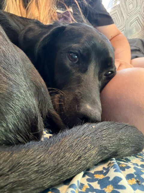 Photo 2 of Bear