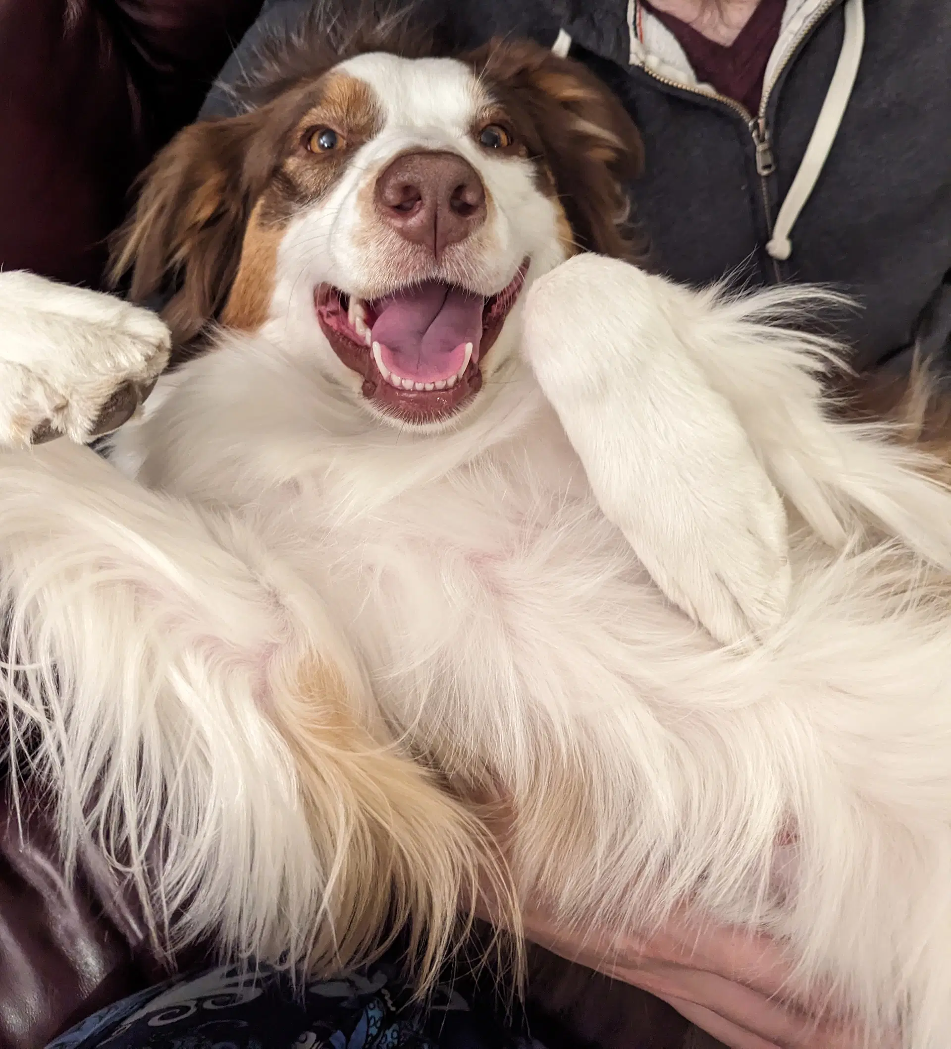 Korra - Australian Shepherd