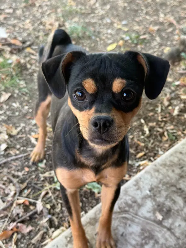 Athena - Chihuahua