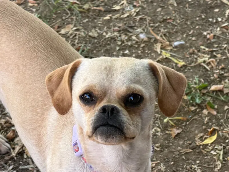 Boo - Pug
