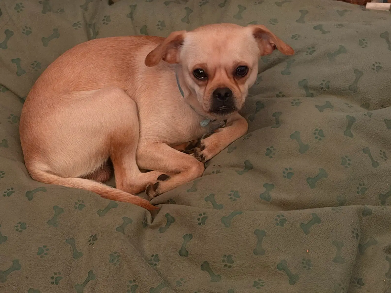 Boo image 4