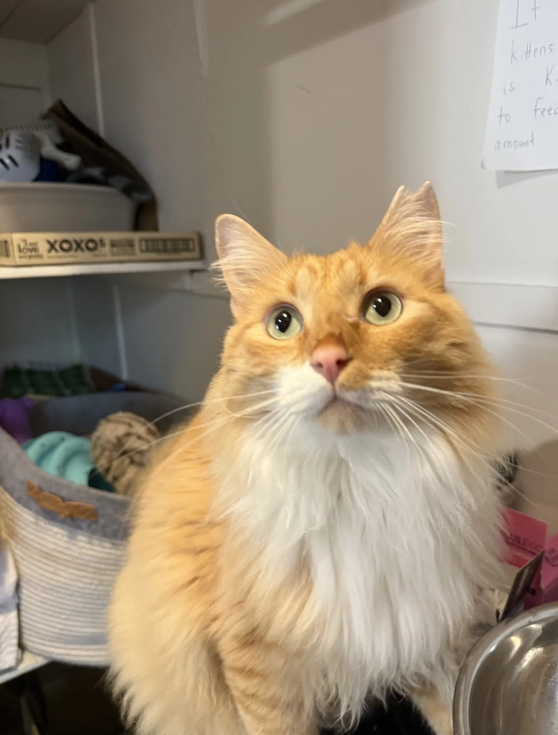 Garfield - Domestic Medium Hair