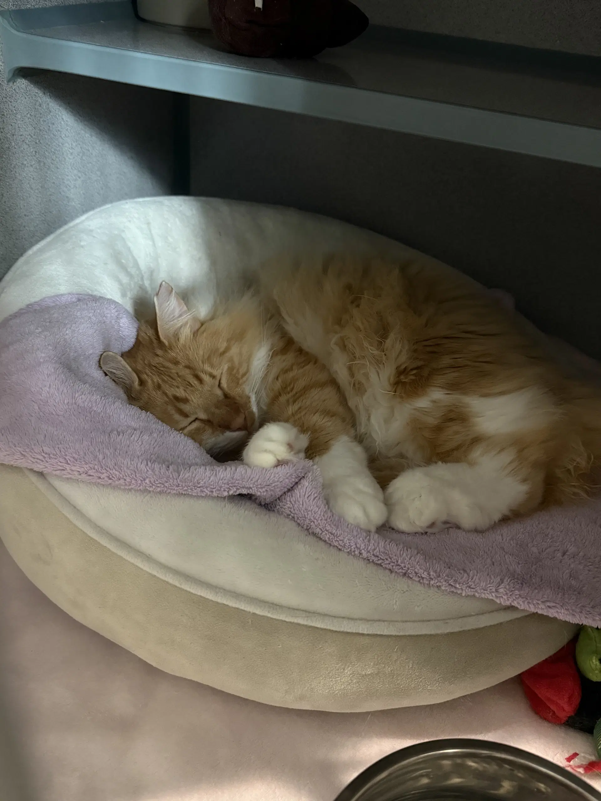 Garfield image 2
