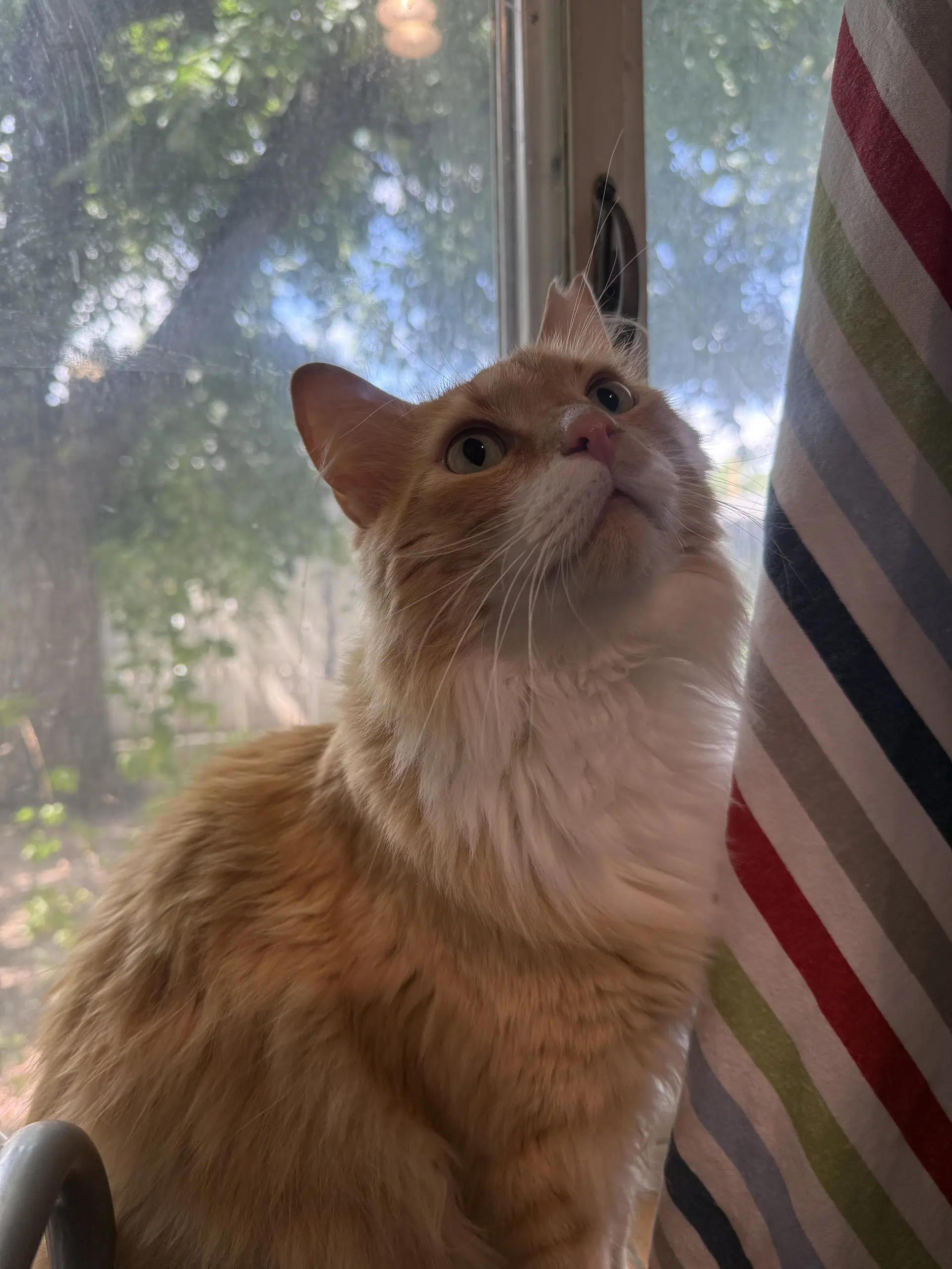 Garfield image 3