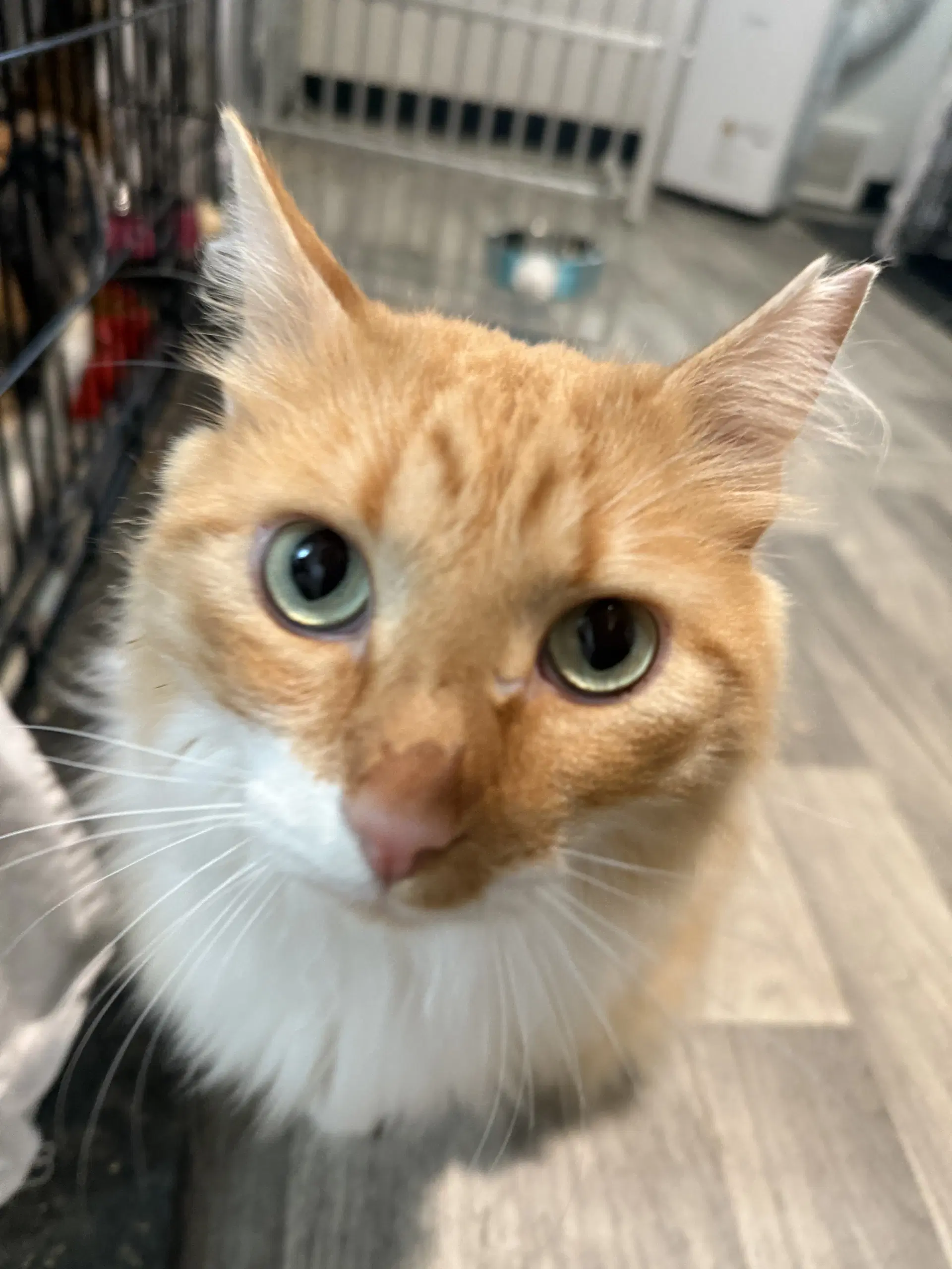 Garfield image 4