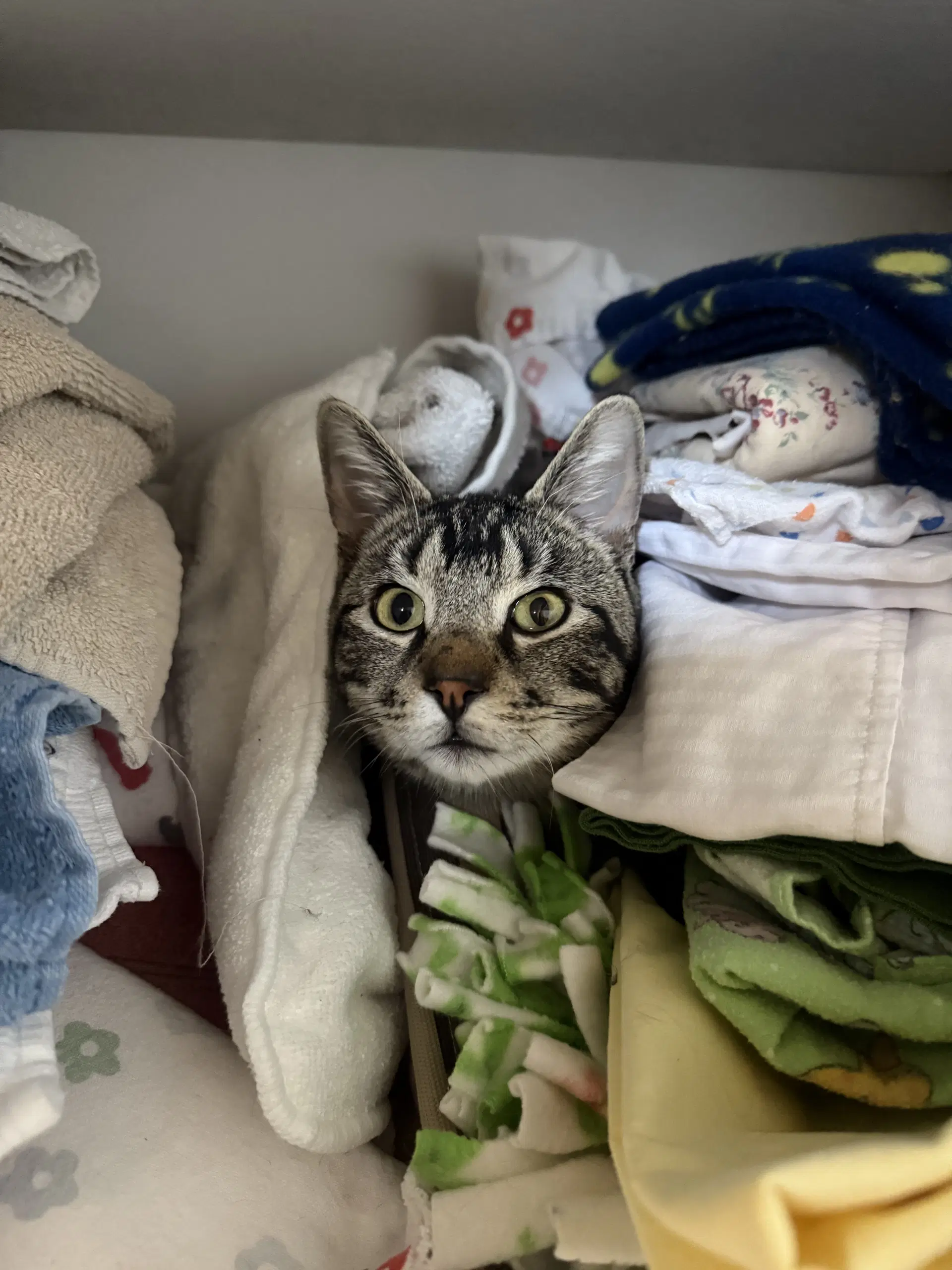 Titus - Domestic Short Hair