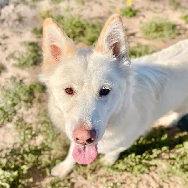 Marshmallow - Husky