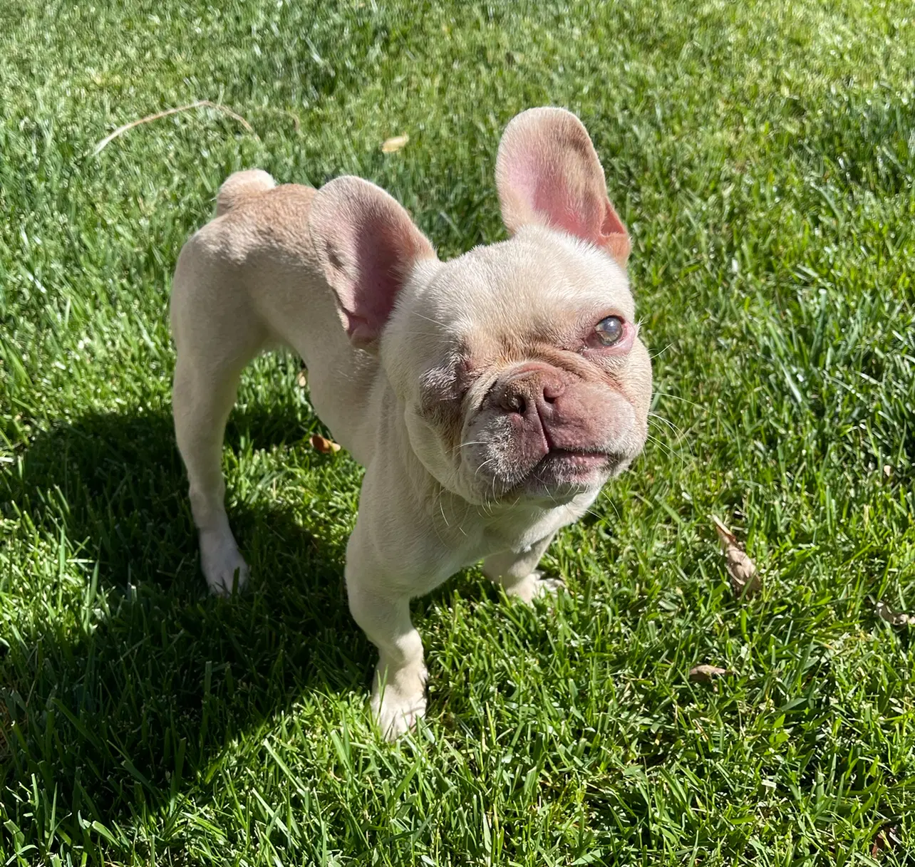 Theo image 3